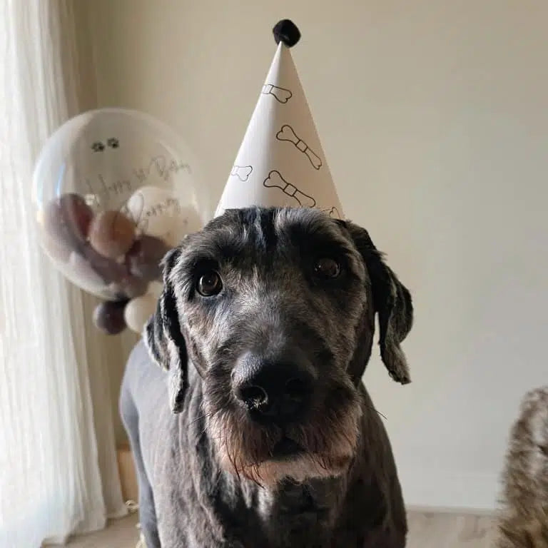 Grey dog wearing white party hat with balloon of treats, birthday collection banner