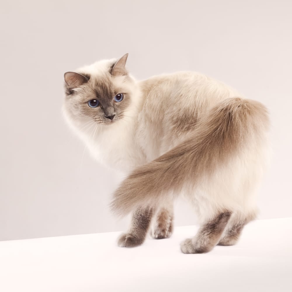 White and cream Ragdoll cat with blue eyes, collection banner