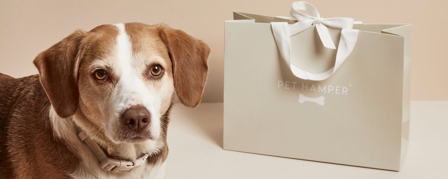 Brown and white dog beside Pet Hamper gift bag, collection banner