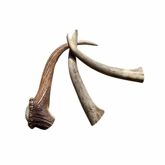 Large natural deer antler dog chews, two curved antler pieces, Antos