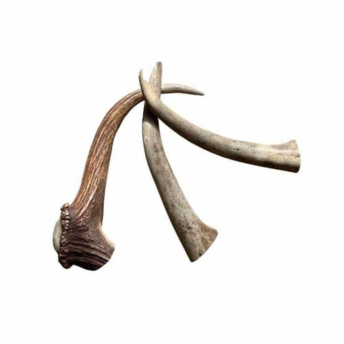Large natural deer antler dog chews, two curved antler pieces, Antos