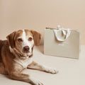 Brown and white dog lying beside Pet Hamper gift bag, Dog Hamper build your own banner