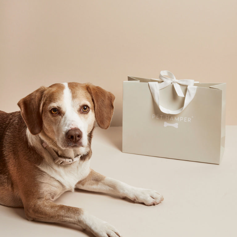 Brown and white dog lying beside Pet Hamper gift bag, Dog Hamper build your own banner