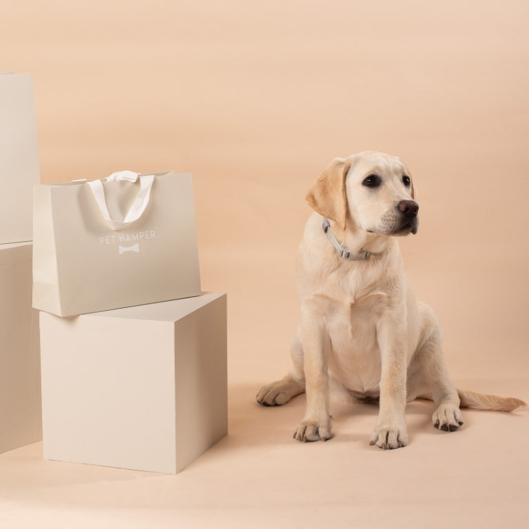 Golden Labrador puppy sitting beside Pet Hamper gift boxes and bag, Puppy Hamper build your own banner